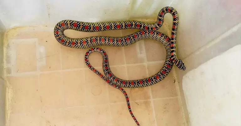 ‘কালনাগিনী’ সাপ